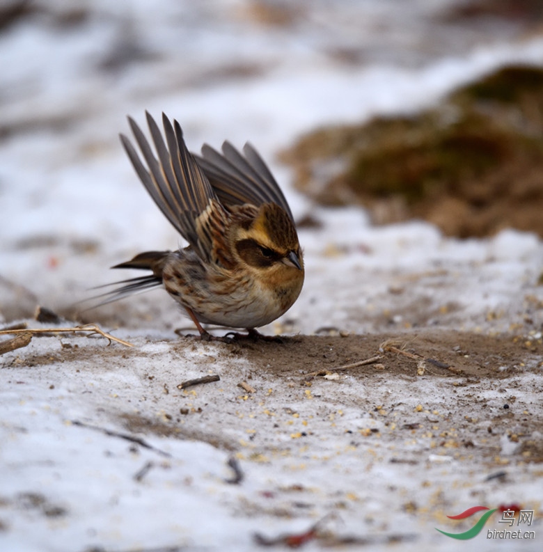 DSC_2036_00001_����.jpg