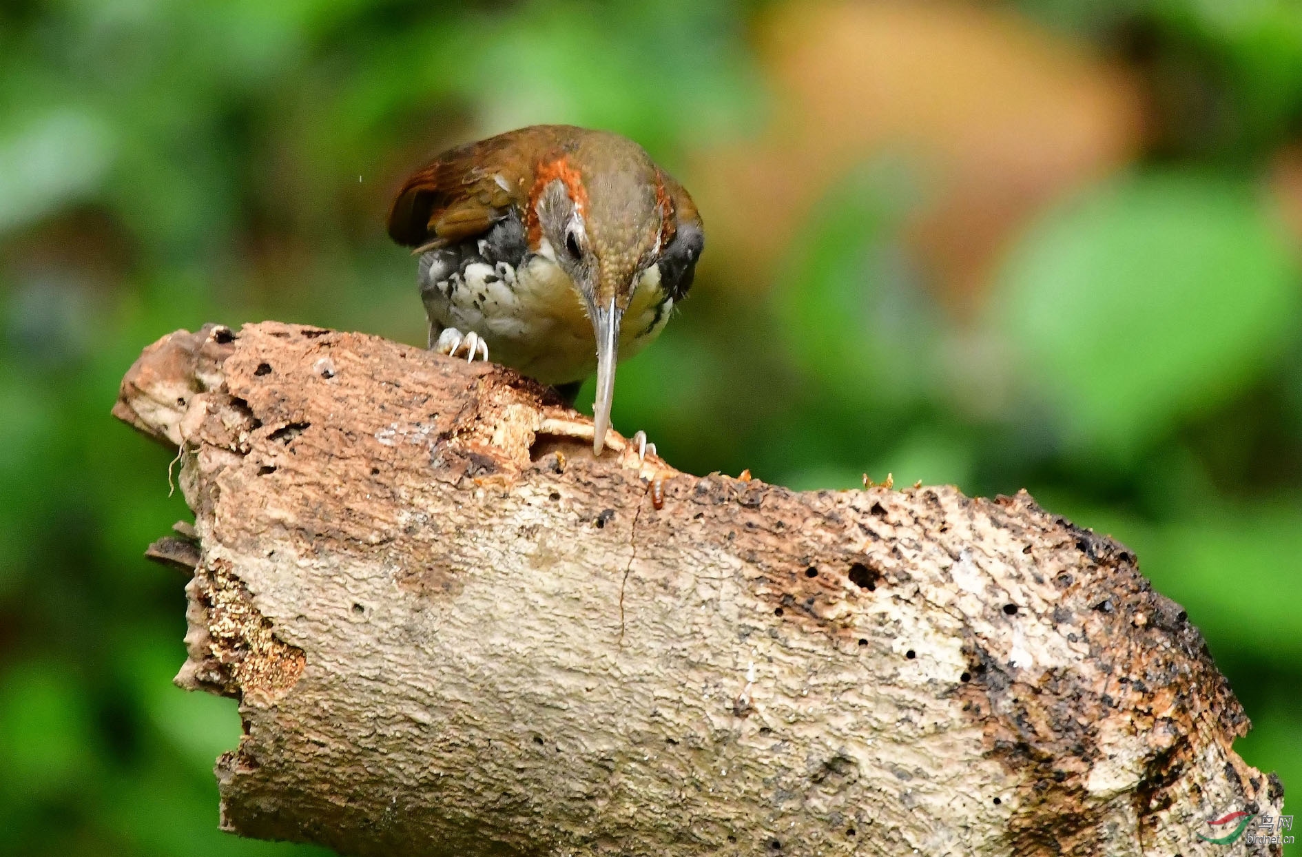 DSC_0758_����.jpg