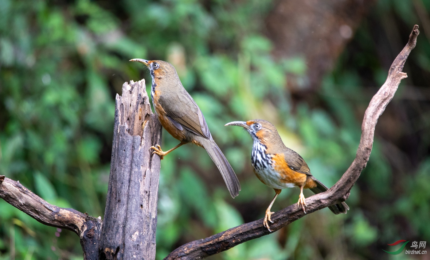 ���ع�����