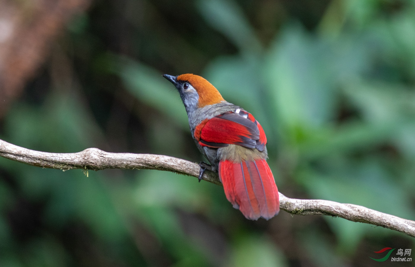 ��β����