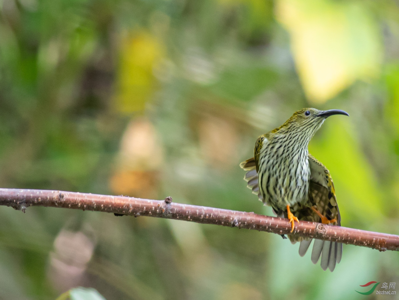 �Ʊ�������