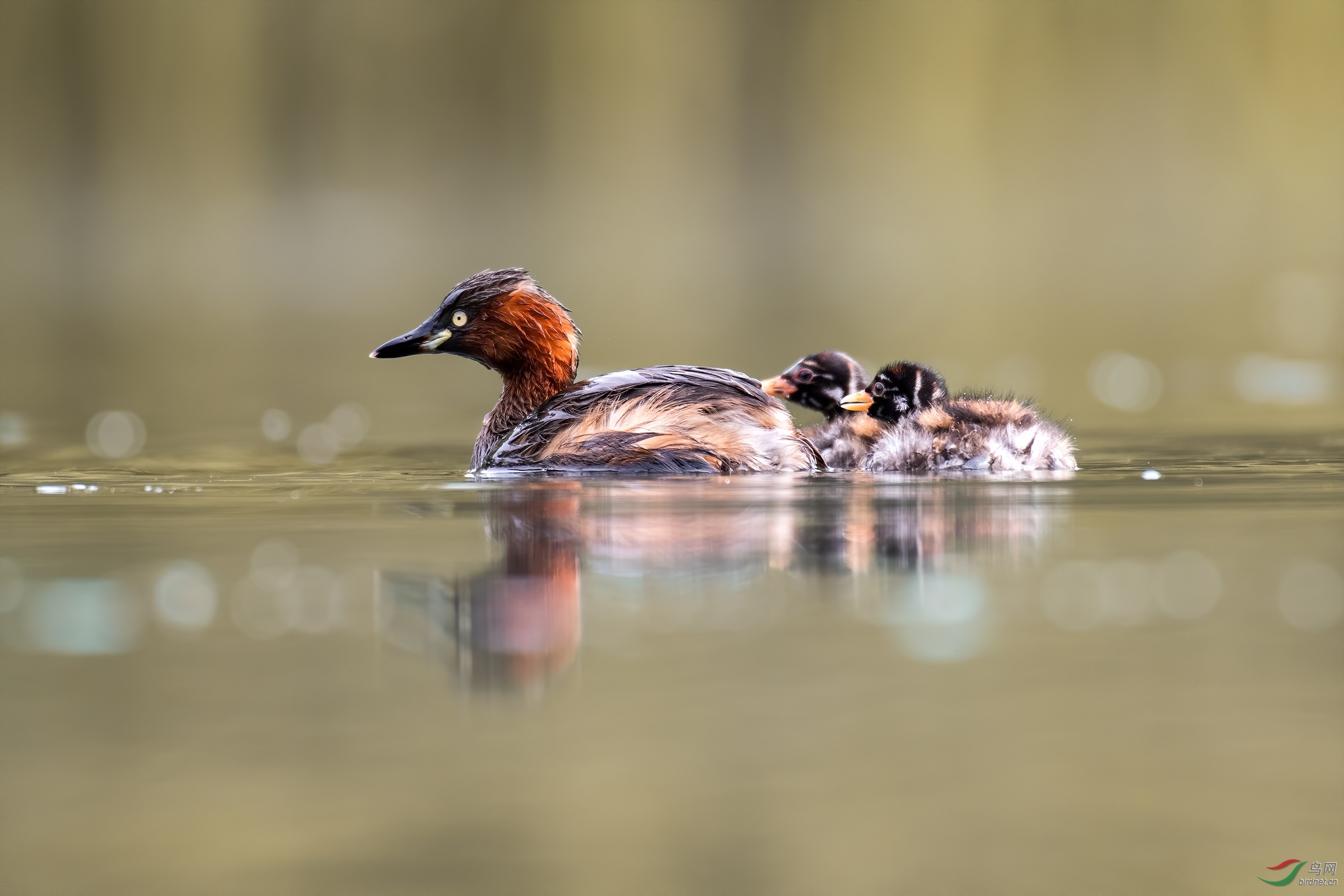 ĸ������