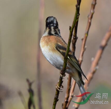 QQ��ͼ20191115160048.jpg