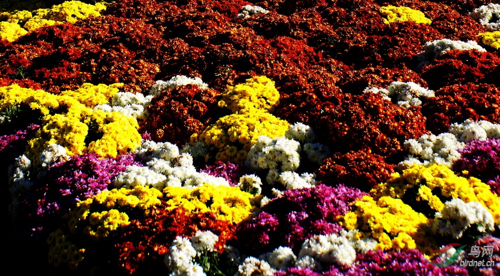 DSC08955.JPG