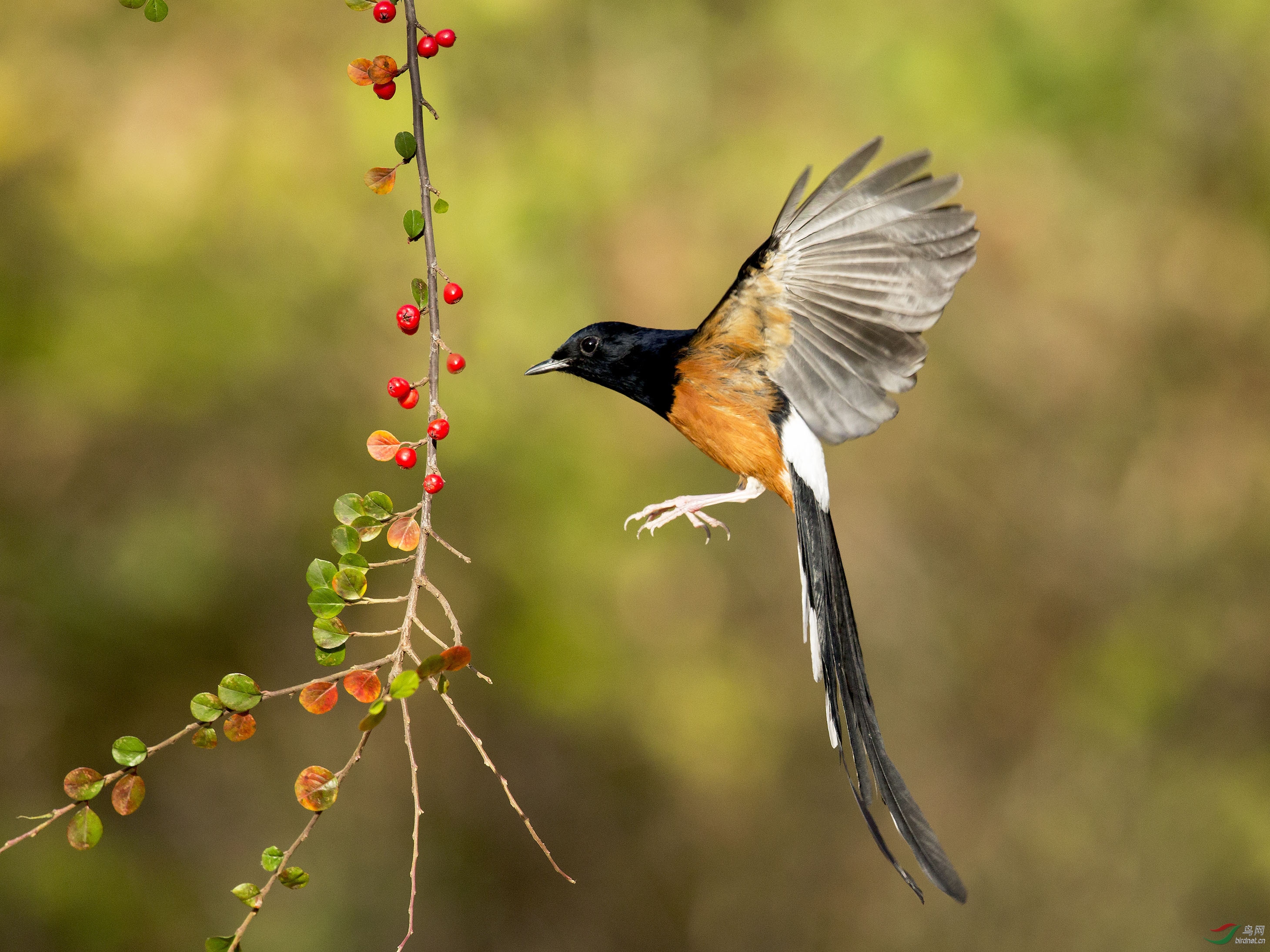 [林鸟] 伸展---白腰鹊鸲