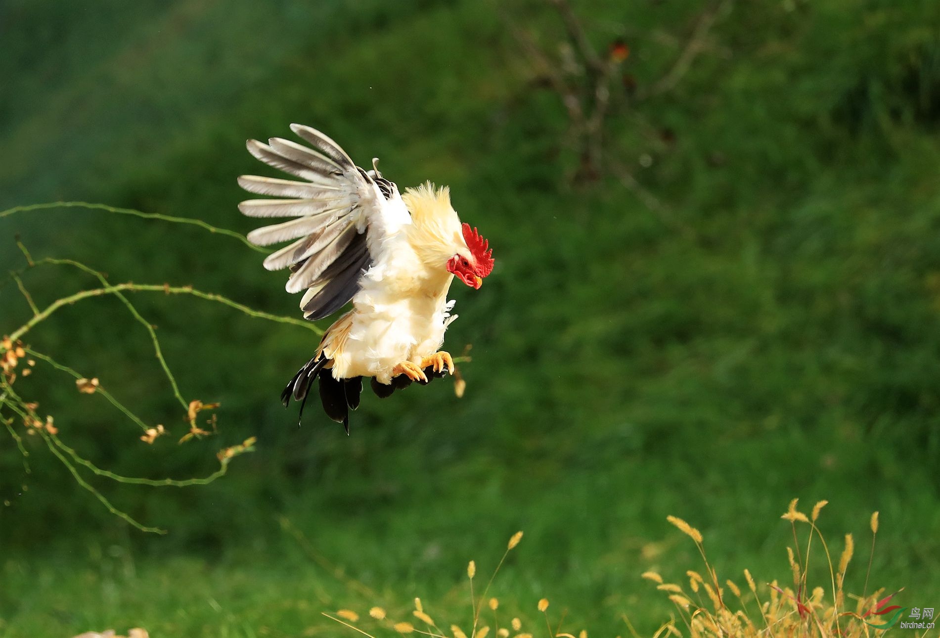 鸡,,,飞.jpg