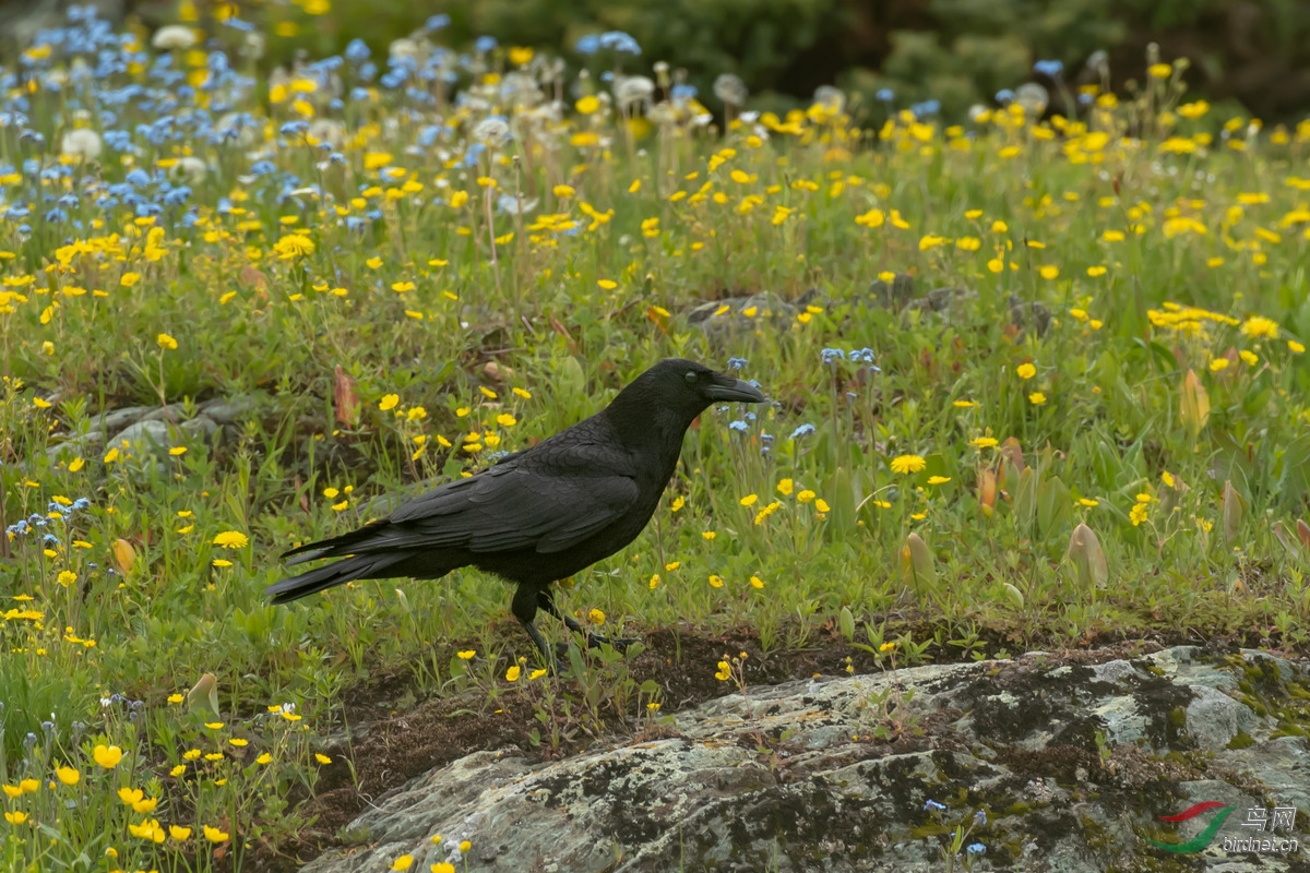 花海乌鸦