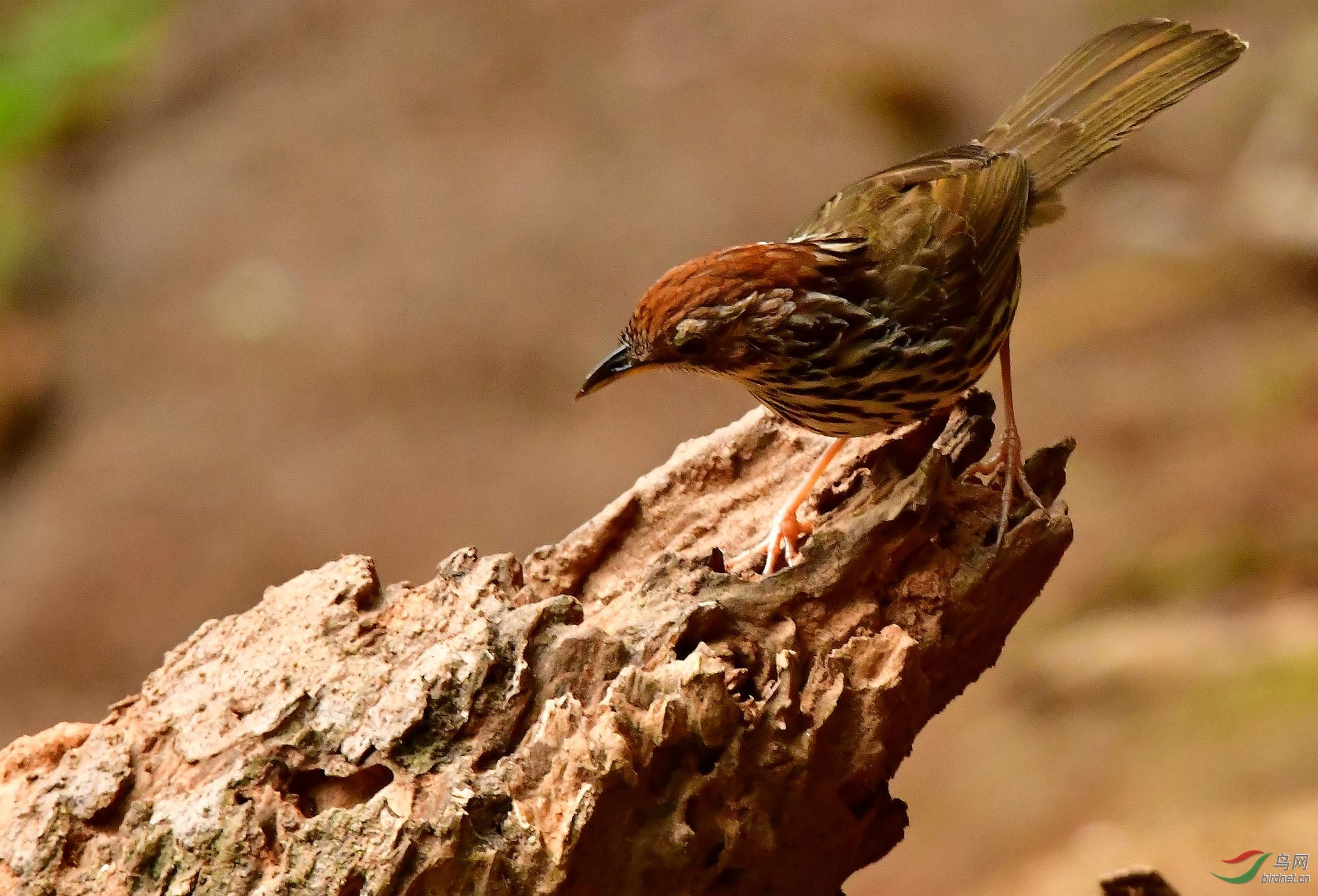 DSC_4324_����.jpg