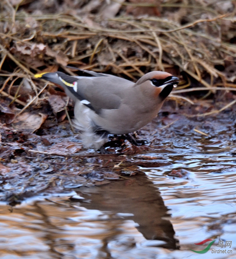 DSC_9806_00001_00001_����.jpg