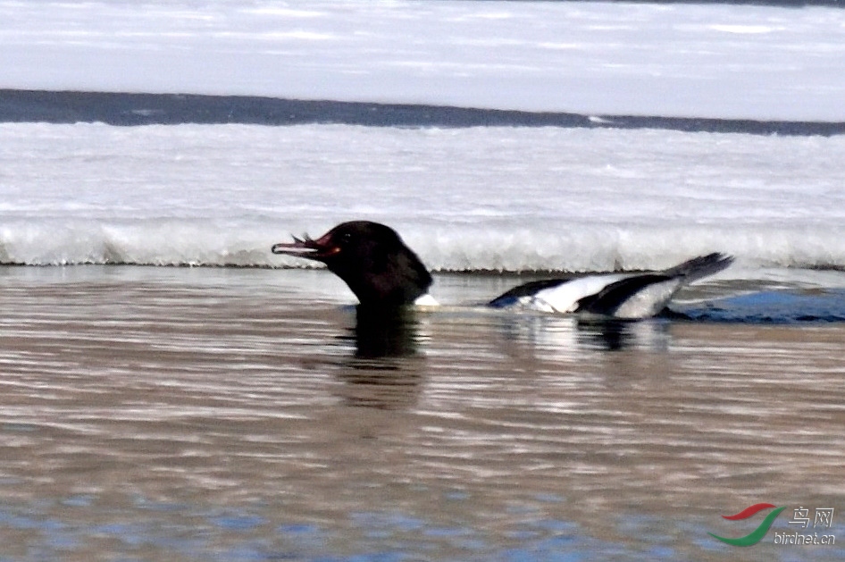 DSC_7356_00001.jpg
