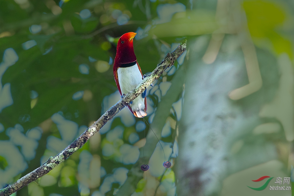 極樂鳥 100944p141rr3gs3nzzs40.jpg