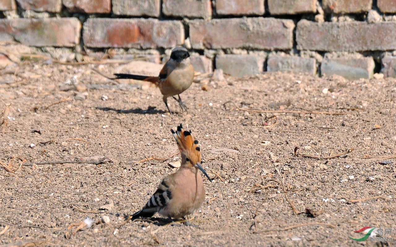 DSC_4443.JPG