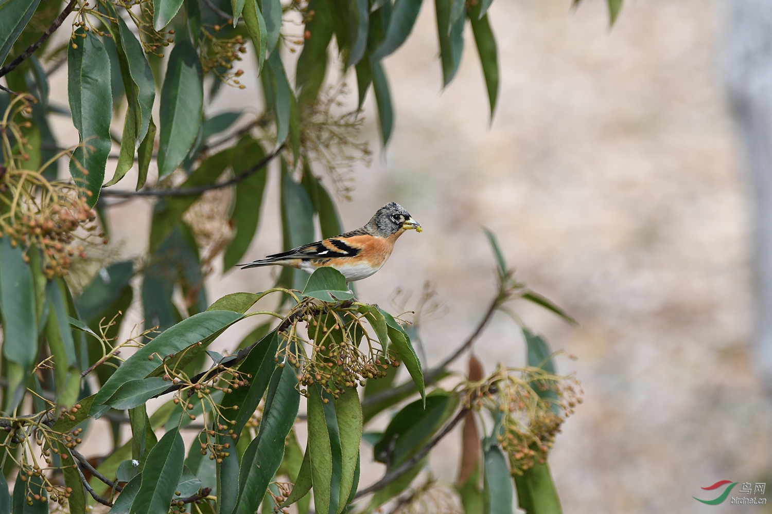 DSC_0294.jpg
