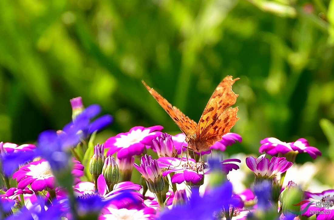 DSC_5063.JPG