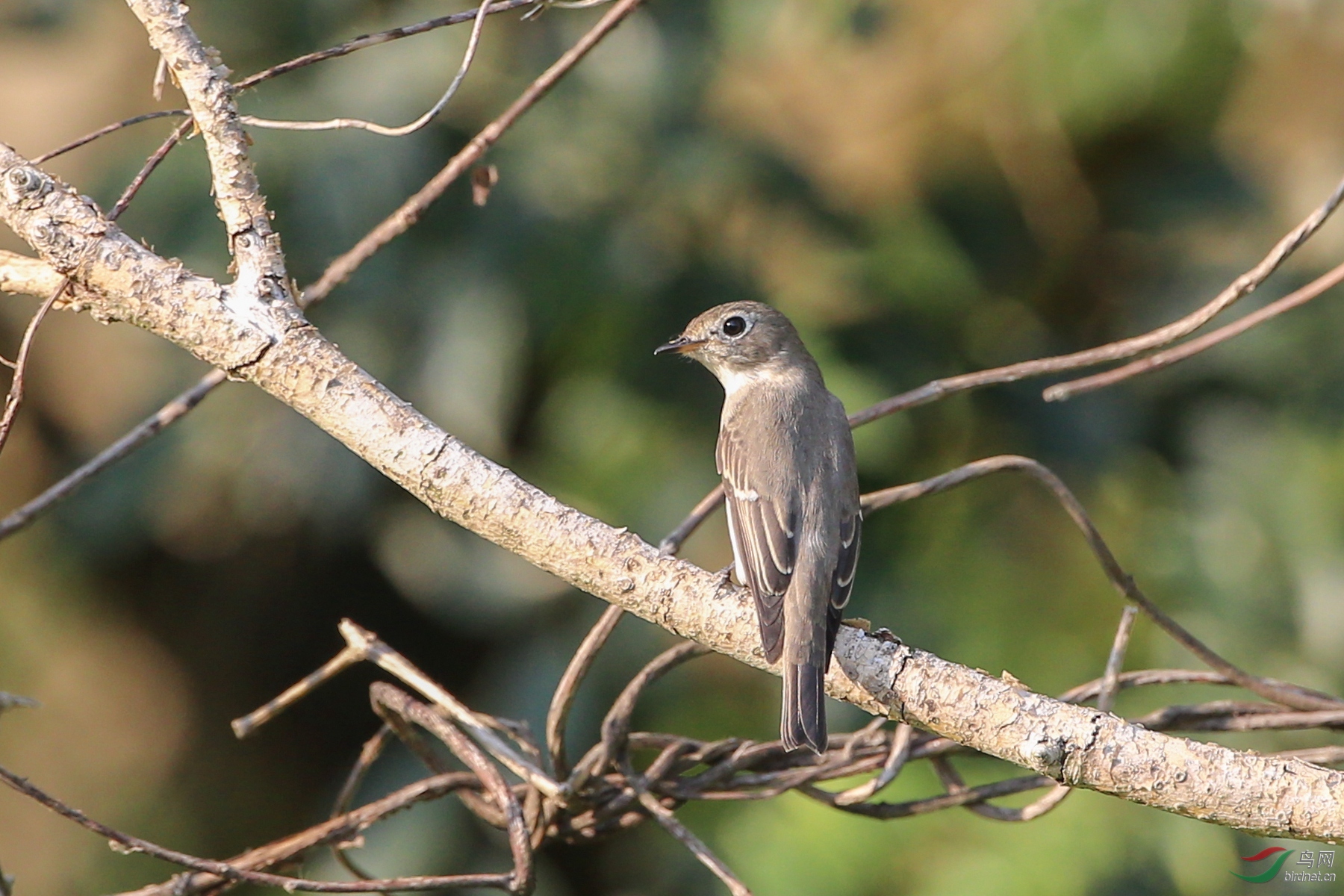观鸟(暗灰鹃鵙)
