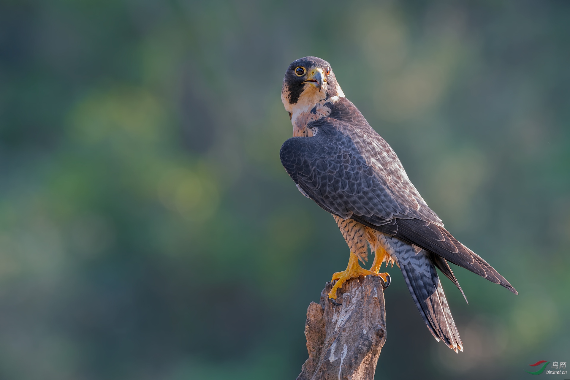 游隼(祝贺荣获首页精华)