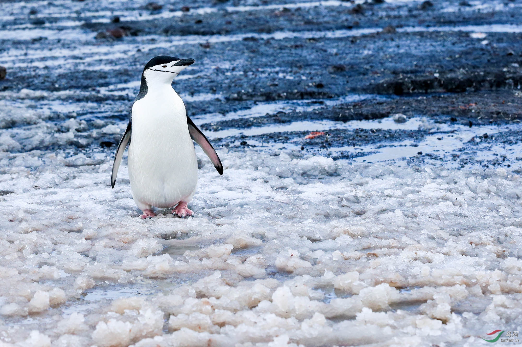 快乐的南极企鹅