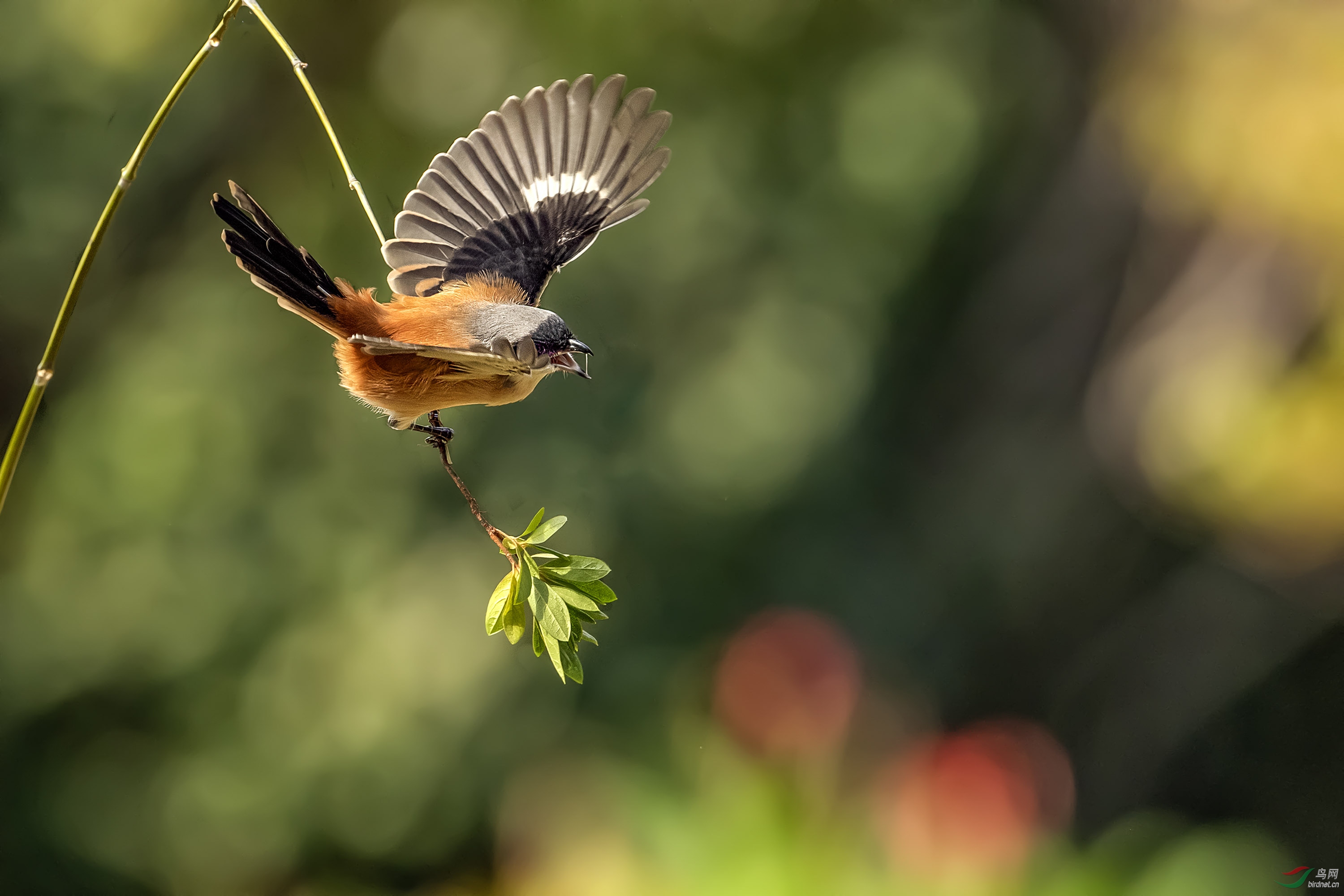_DSC4072-1-1.jpg