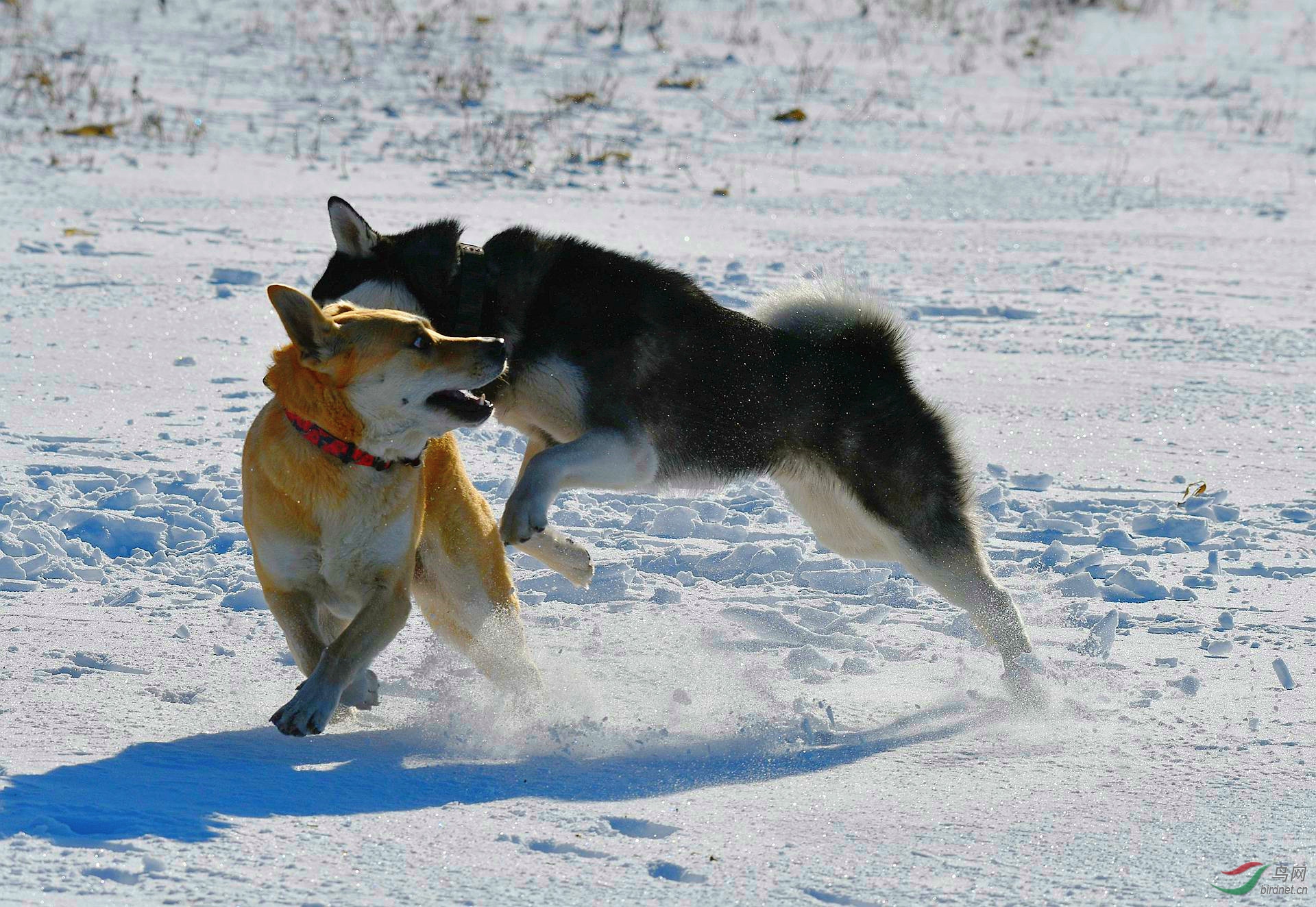 狗【哥俩掐架】
