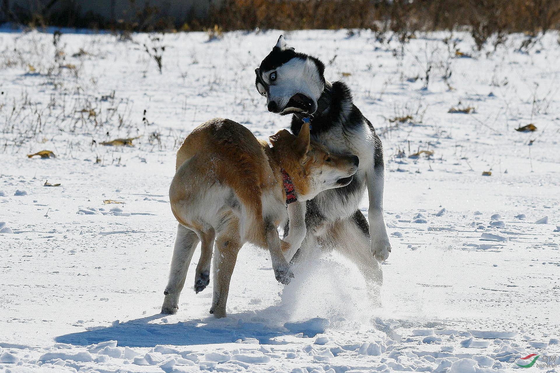 狗【哥俩掐架】
