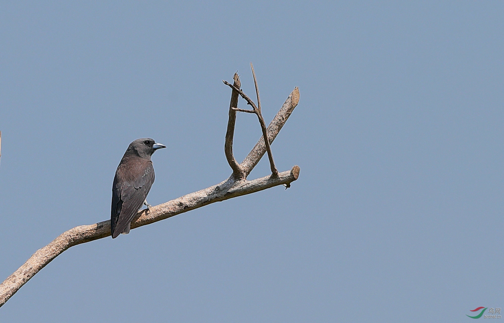 灰燕鵙公母图片