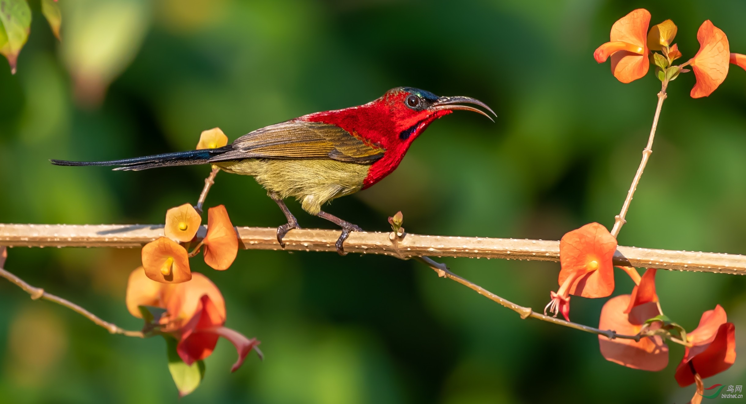 �����Ļ���̫����