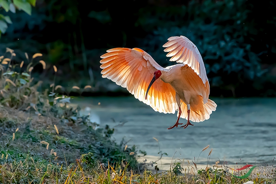 DSC_1245ABC.jpg