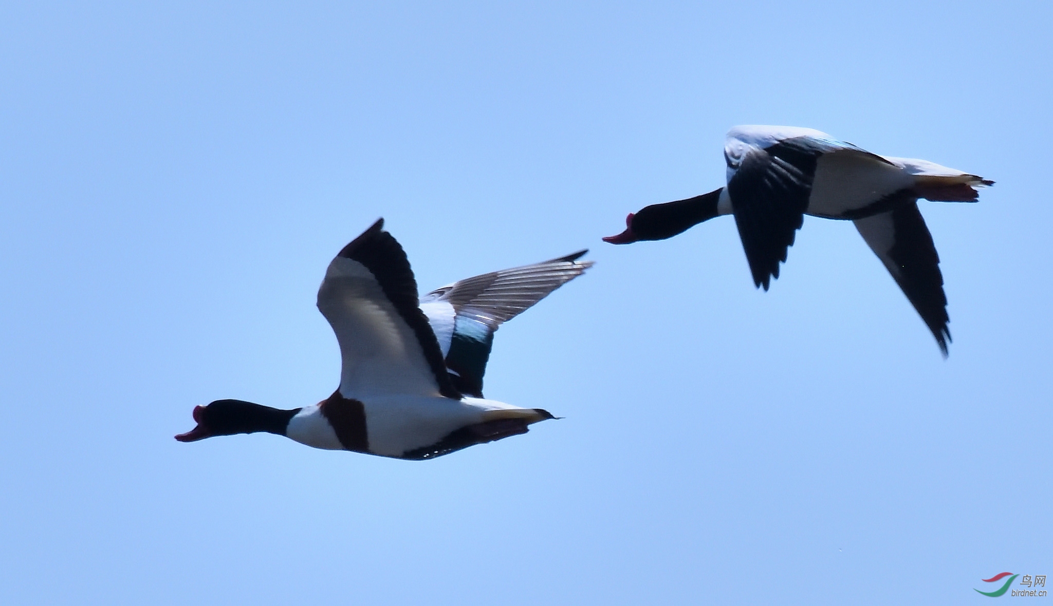 DSC_0994_00001_00001.jpg