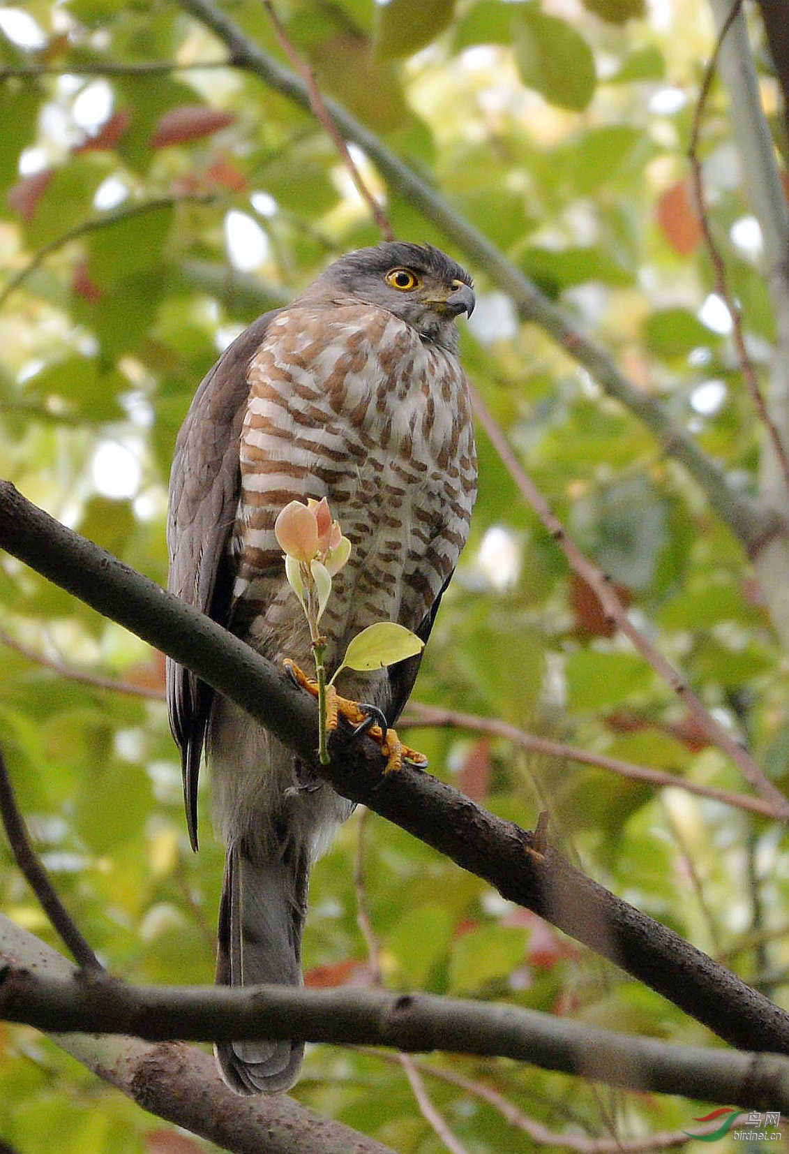 DSC_2637_����.jpg