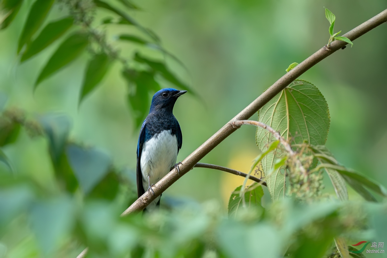 白腹蓝鹟雄鸟