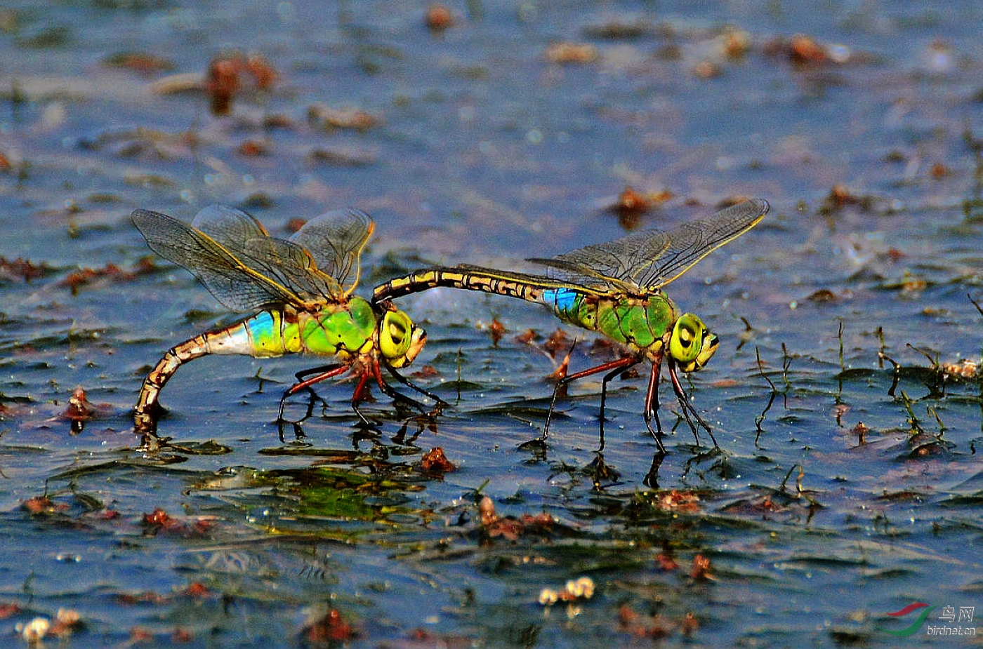 DSC_2920.JPG