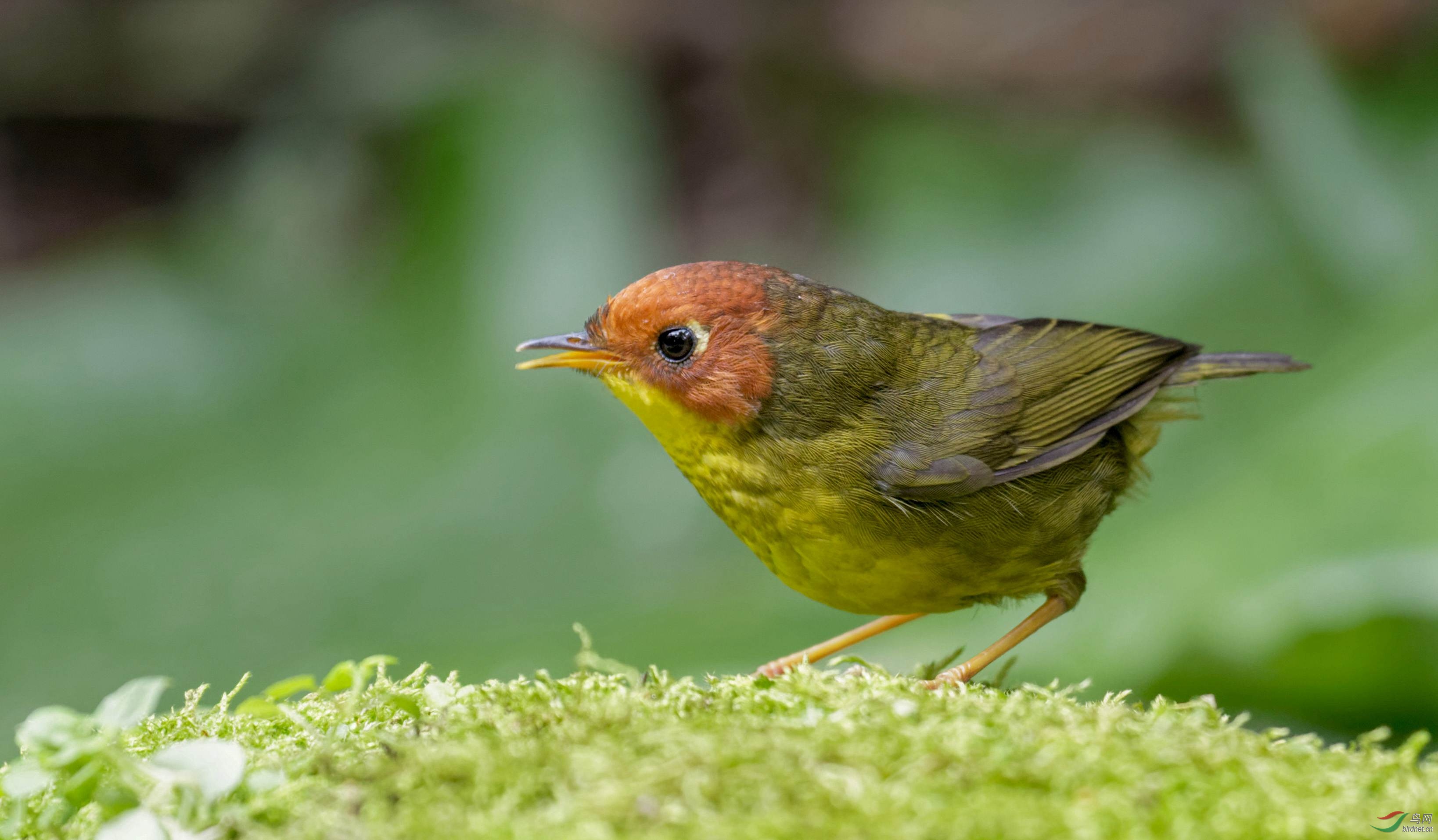 小精灵栗头地莺