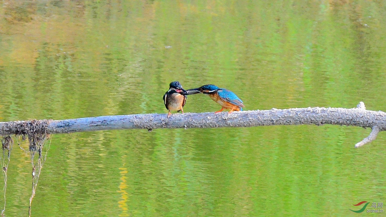 DSC_6098.JPG