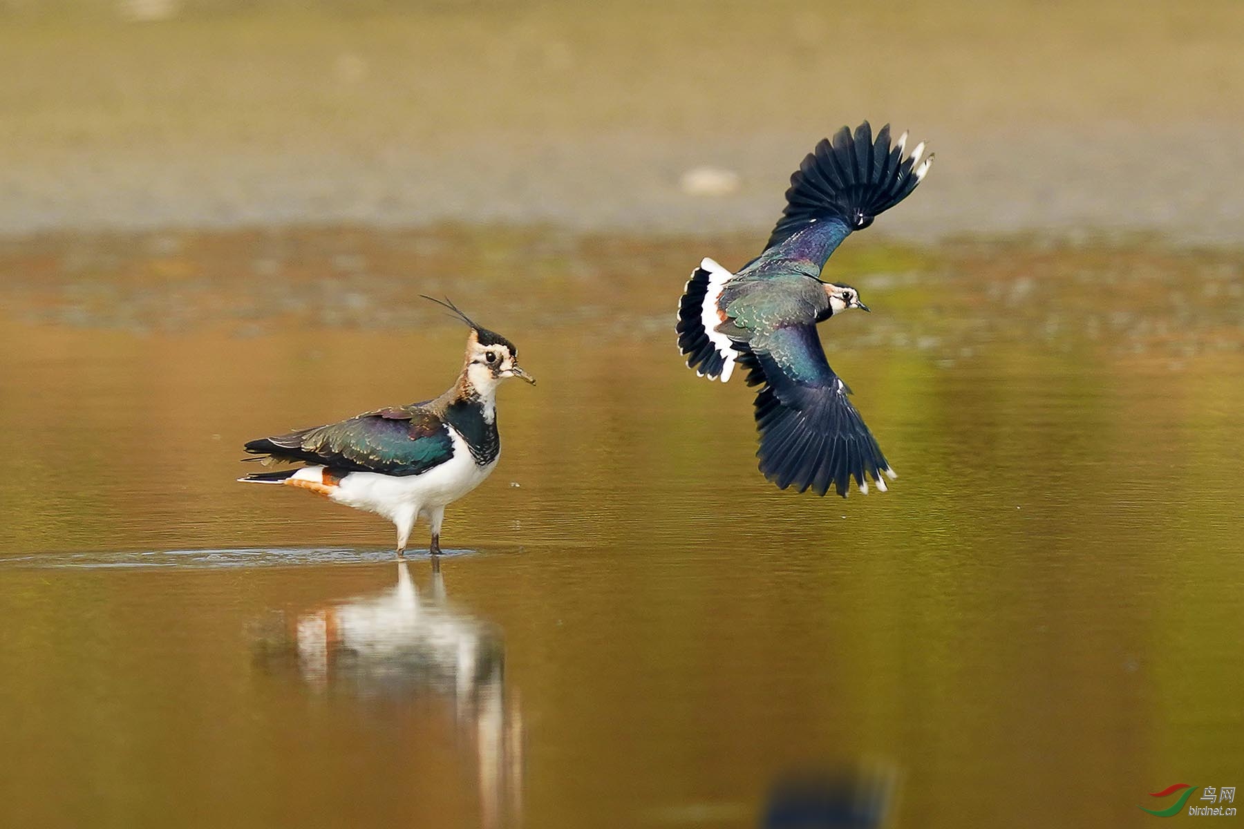 动与静之凤头麦鸡