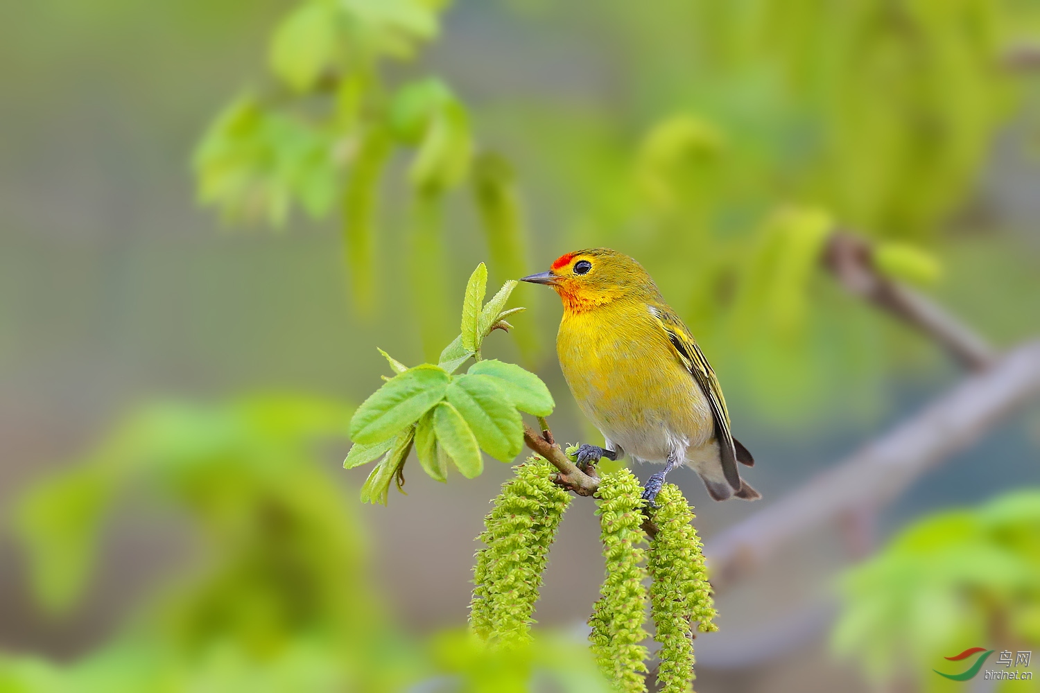 火冠雀(祝贺佳作荣获首页精华)