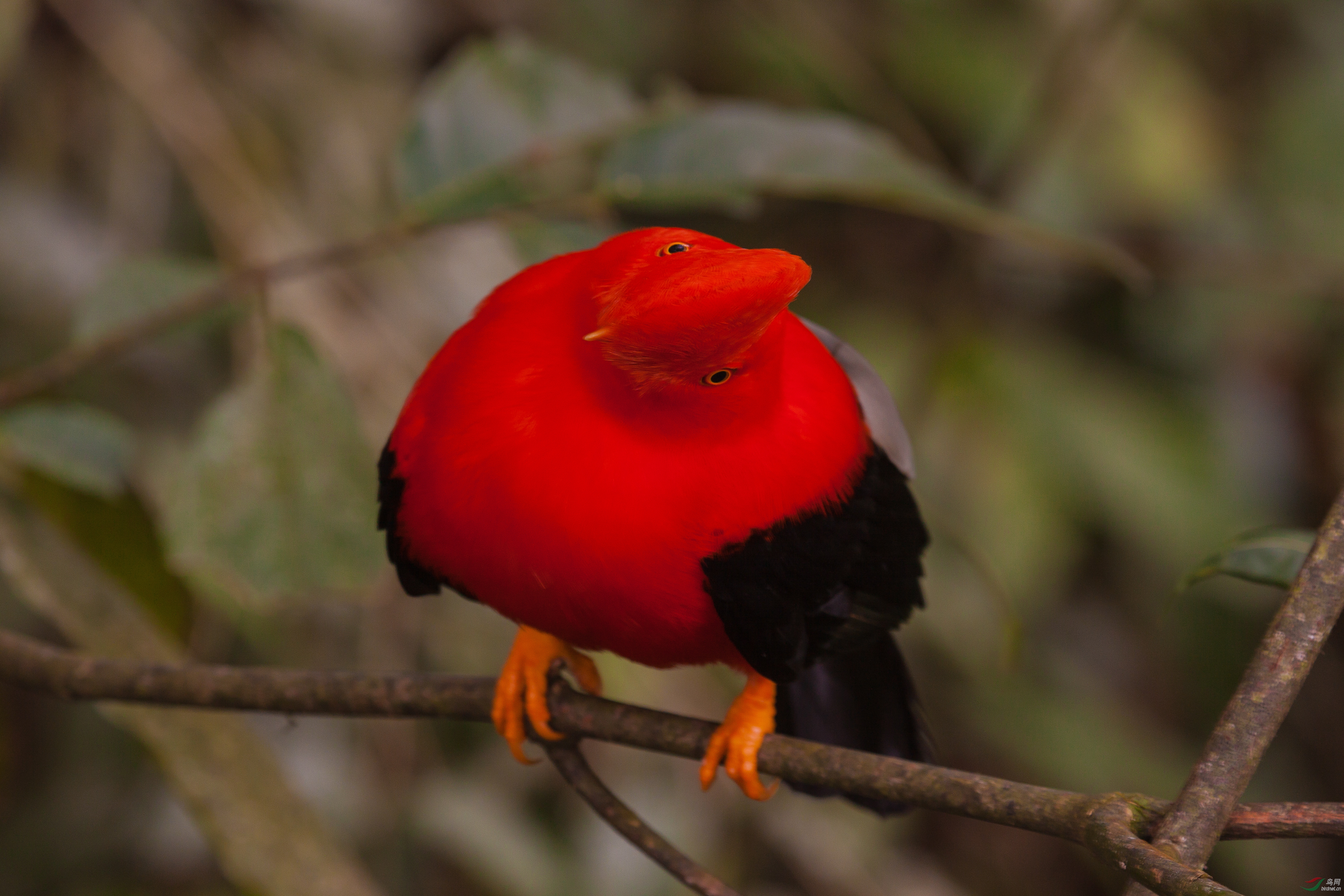 Andean-cock-of-the-rock_Rupicola peruvianus200314002293.jpg