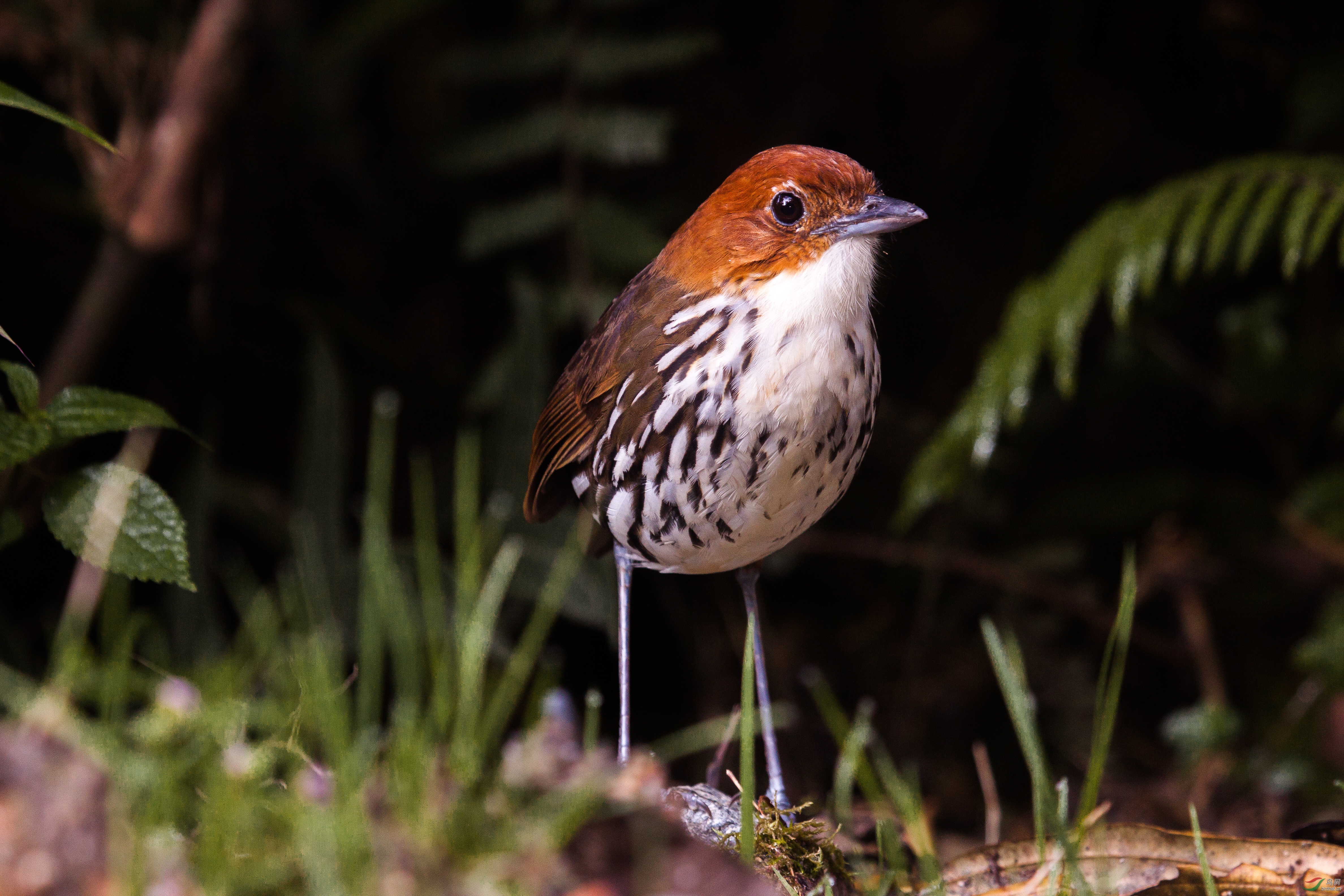 Chestnut-crowned Antpitta_Grallaria ruficapilla190114001401.jpg