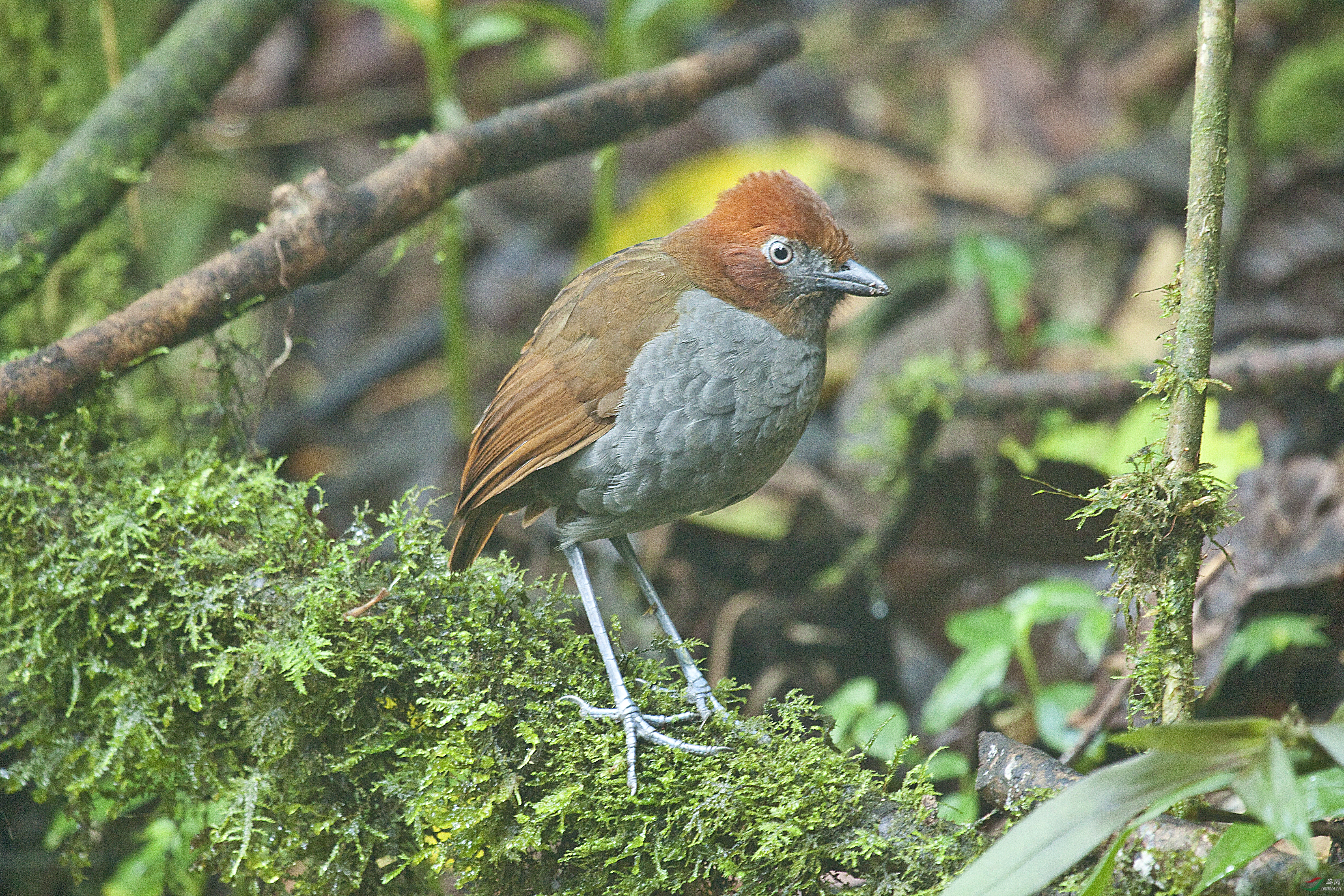 Chestnut-naped Anpitta_Grallaria nuchalis_Christopher Calonje.jpg