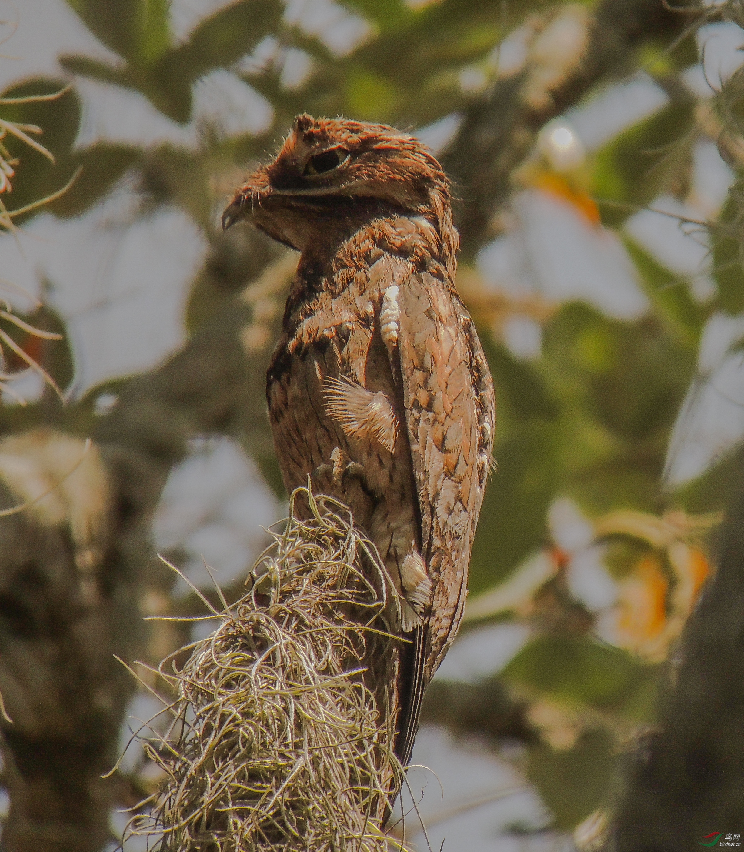 Common Potoo_Nyctibius griseus170114001491.jpg