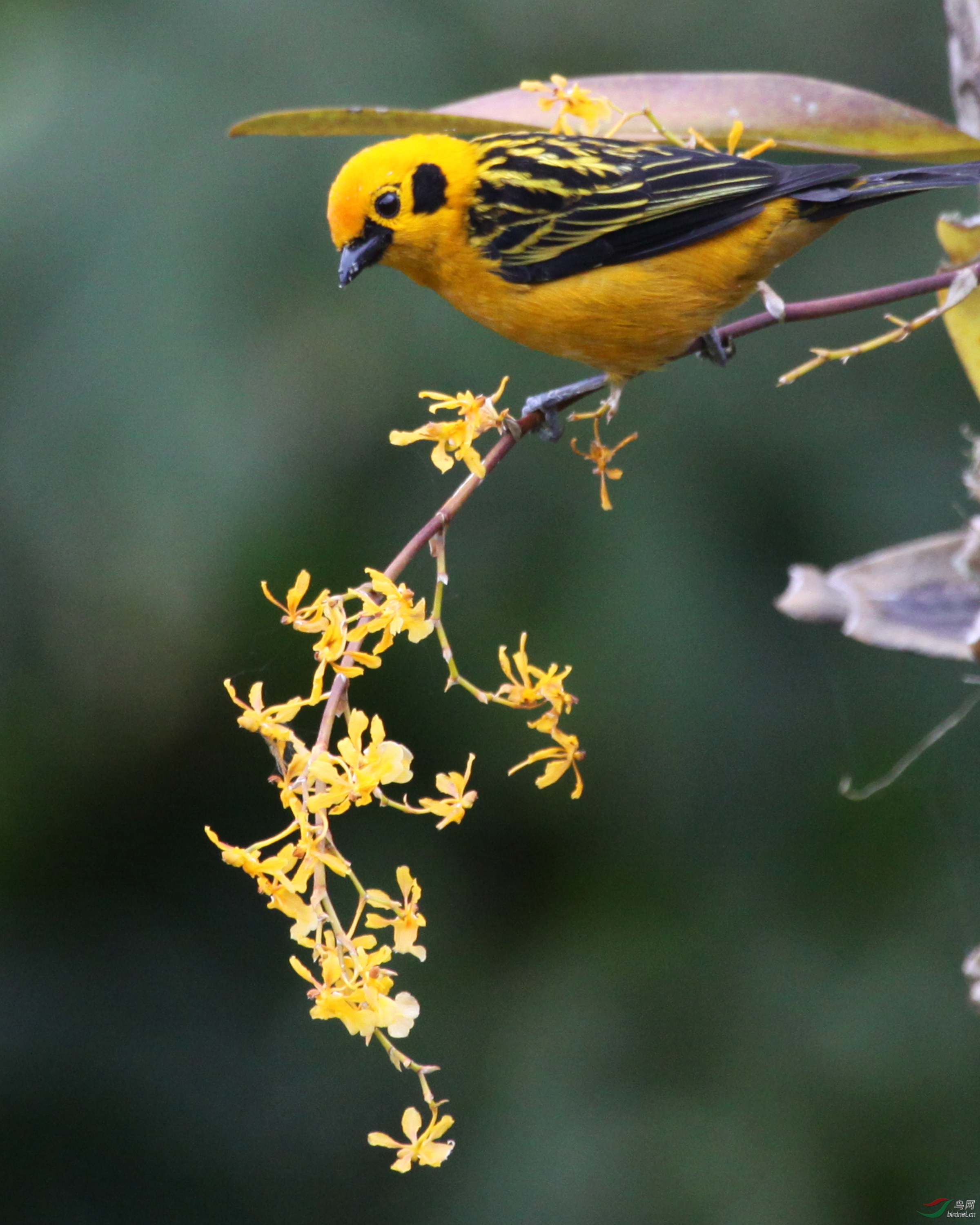 Golden Tanager_Tangara arthus 081709_000322.JPG
