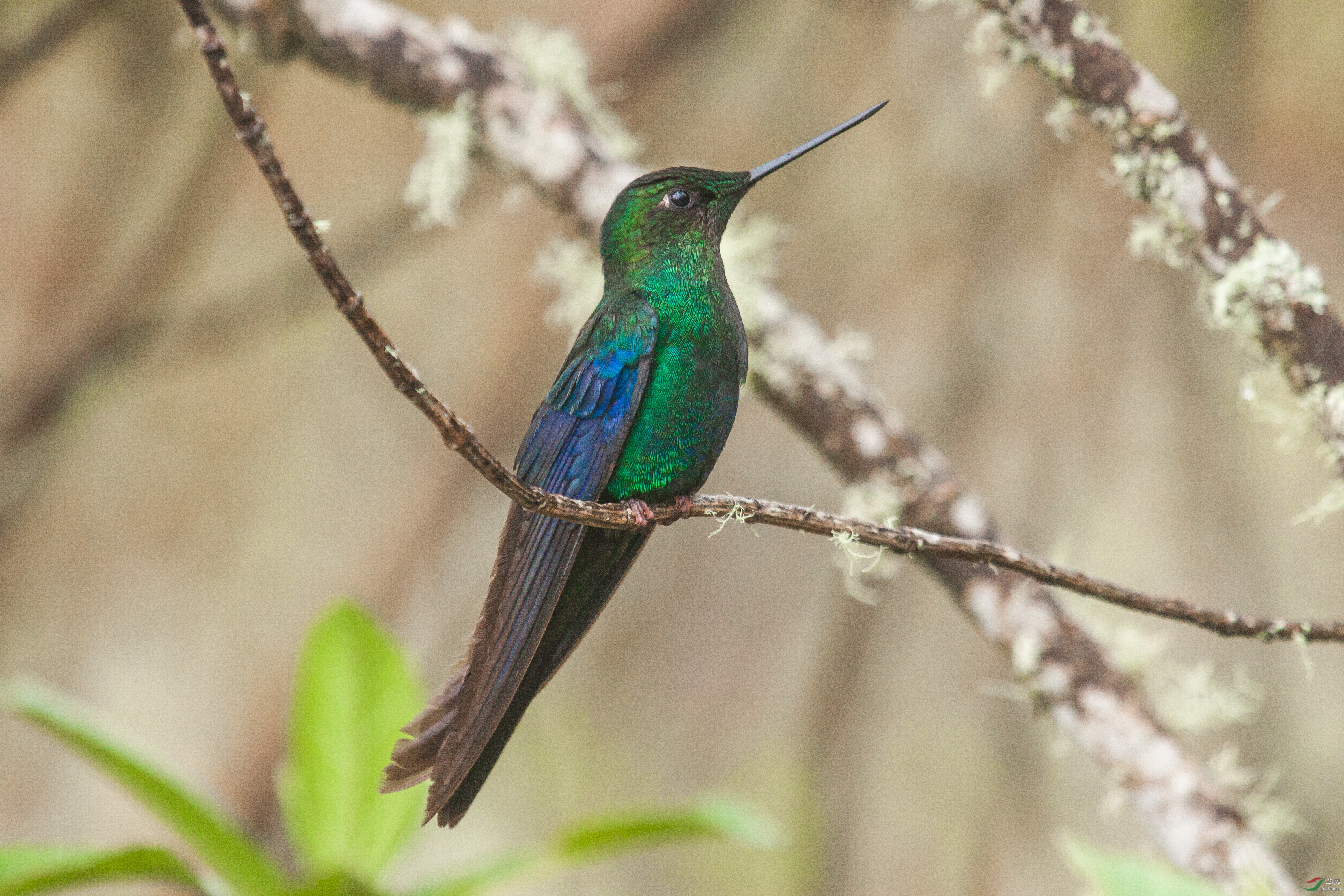 Great Saphirewing_Pterophanes cyanopterus01162015 (11).jpg