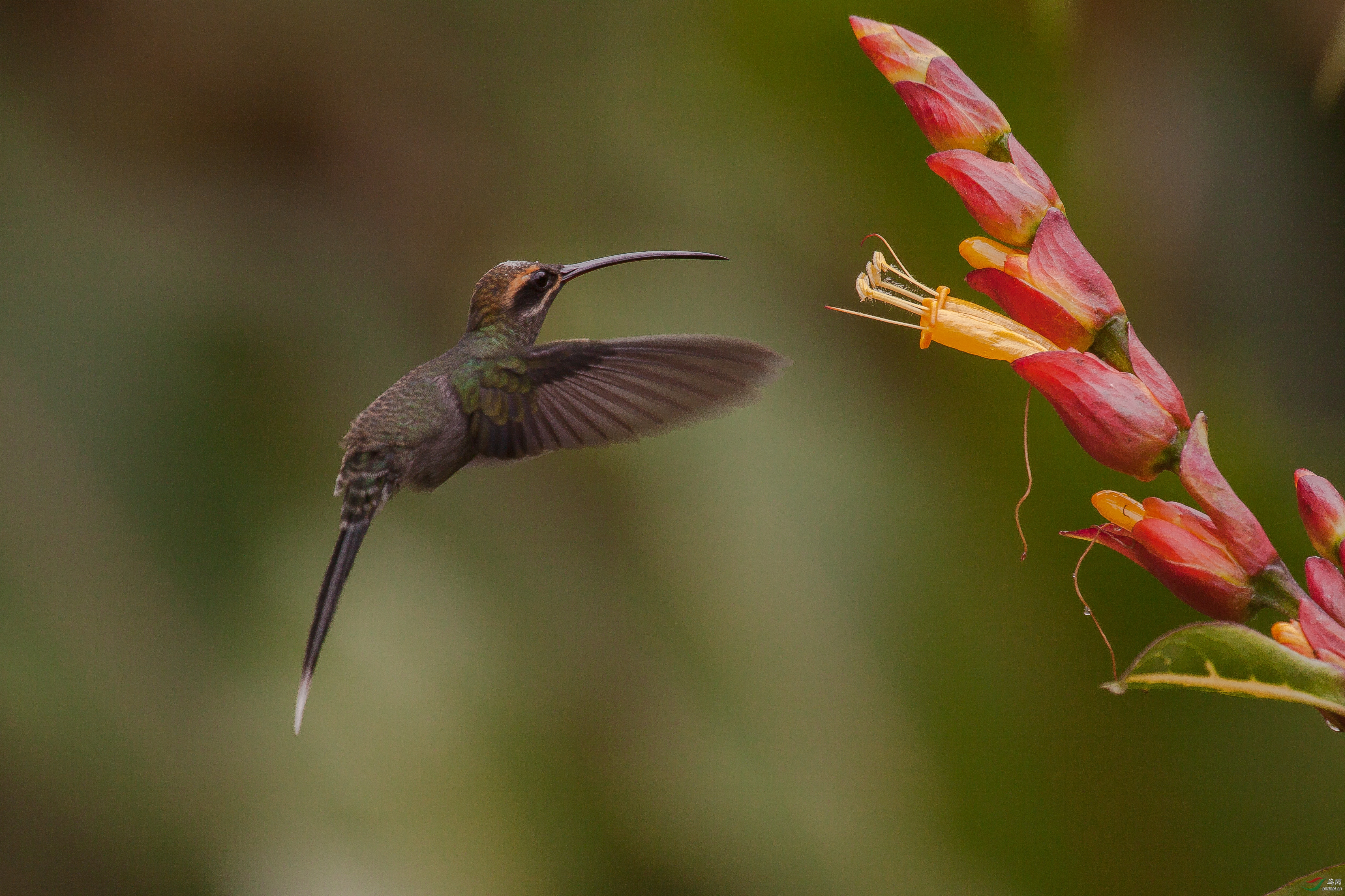 Green Hermit_Phaethornis guy281213001216.jpg