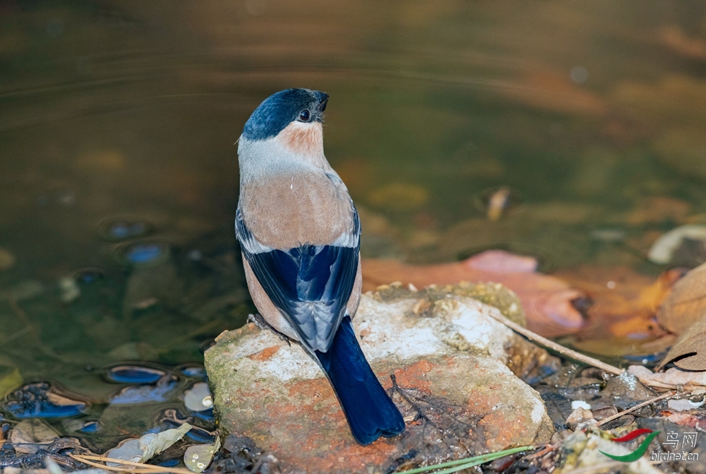 _K8I6019  01 ������˼_����.jpg