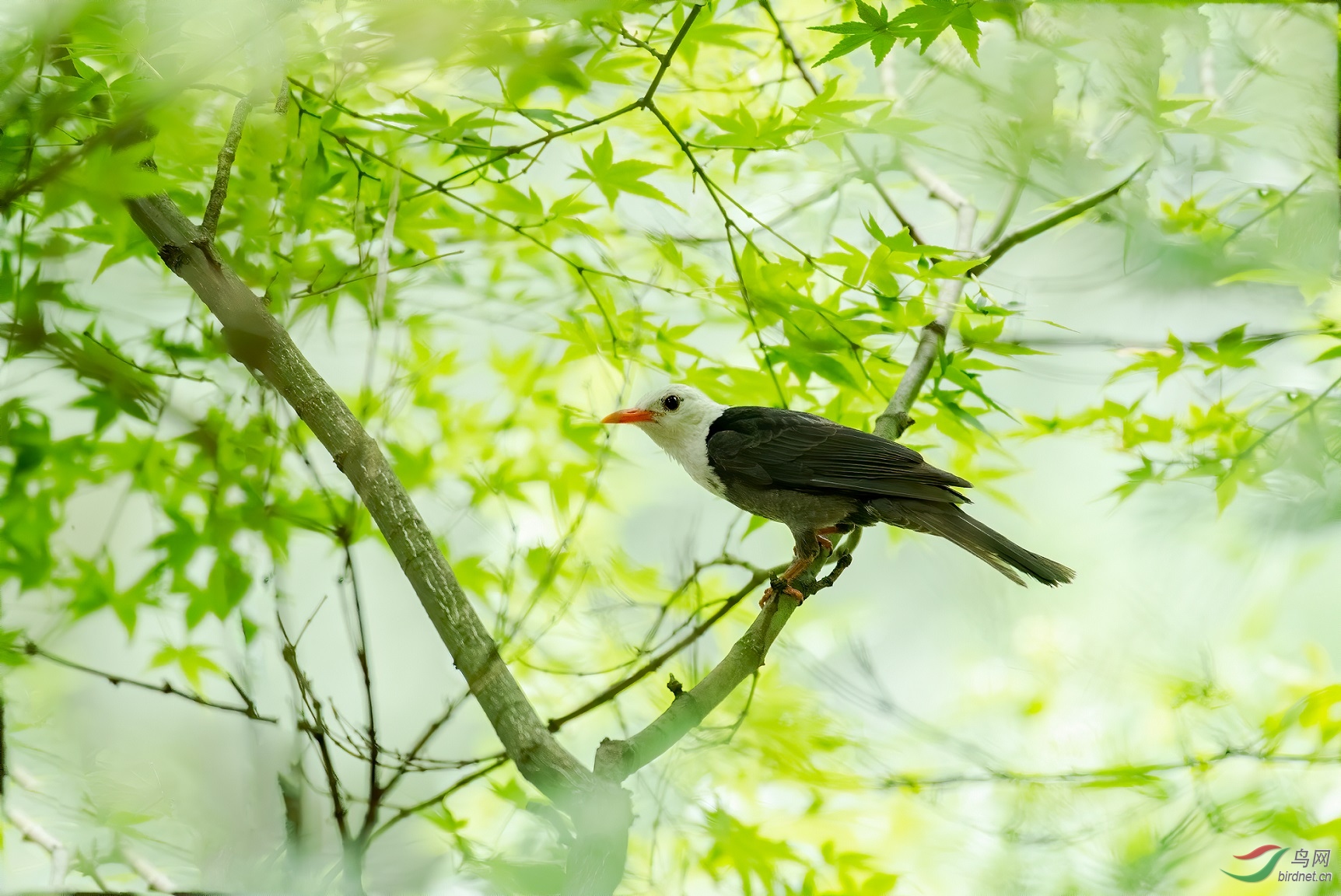 DSC_6387.jpg