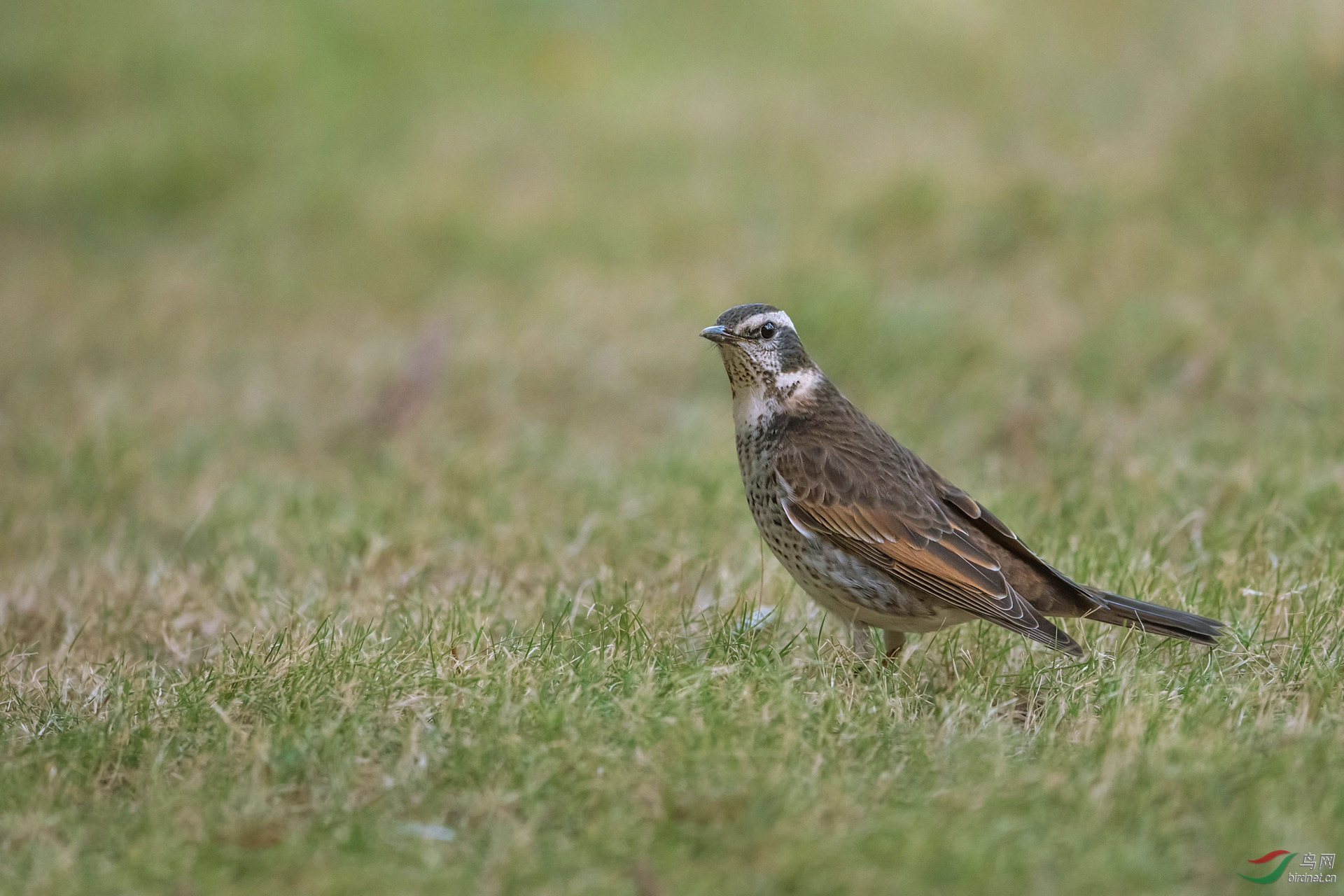 DSC_5672.jpg