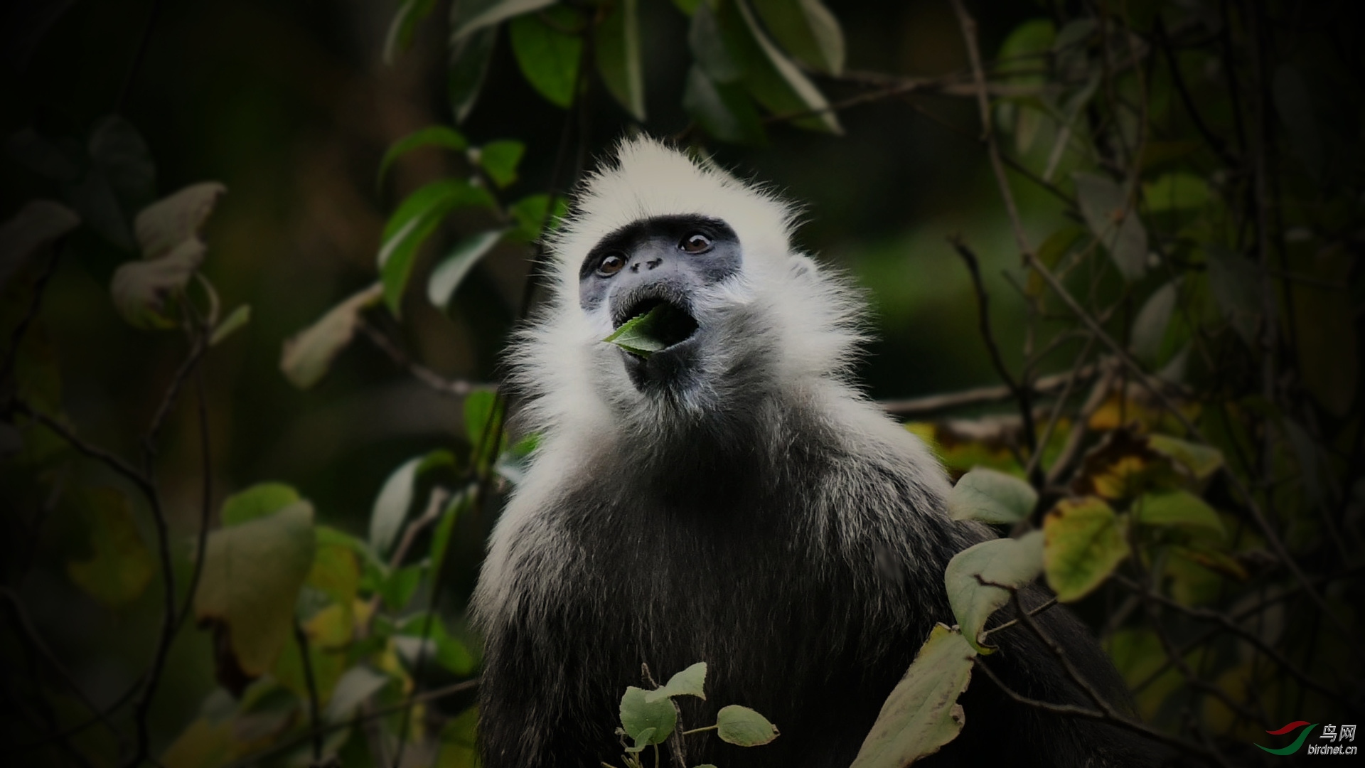 昨天下午,广西白头叶猴风景区,一号观猴点拍摄.