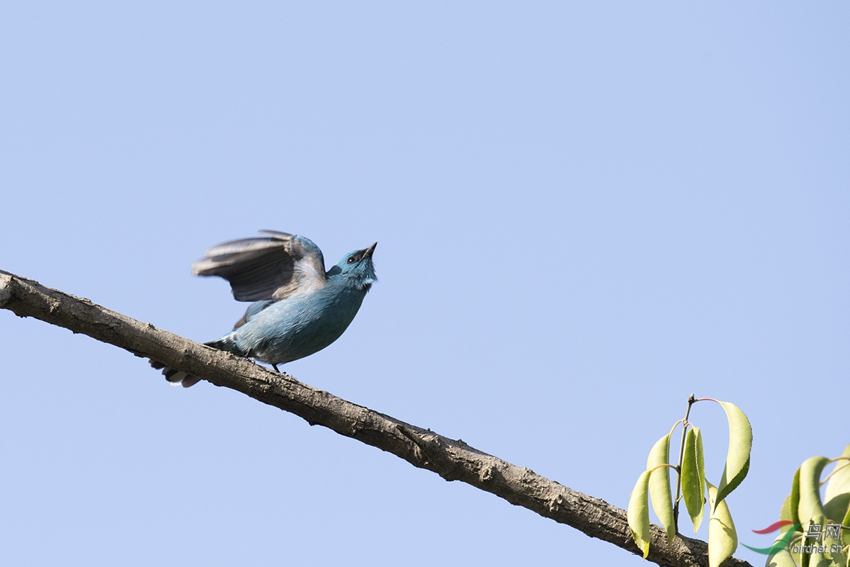 DSC_p3081.jpg