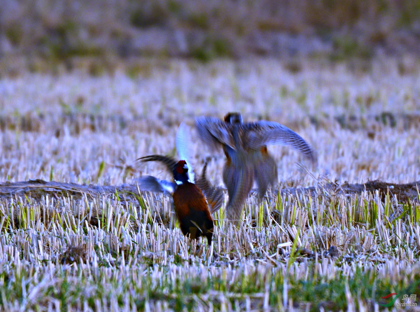DSC_5929.jpg