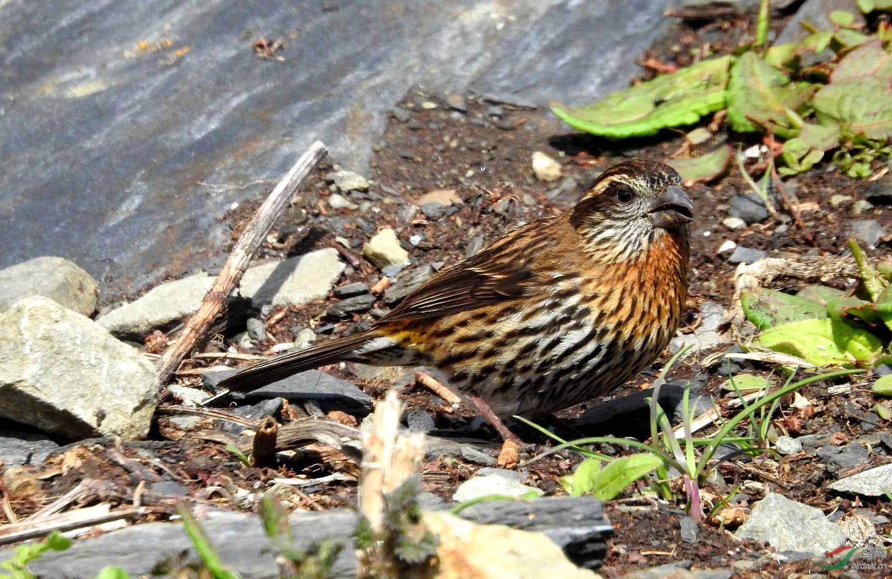 ϲɽ��ü��ȸ