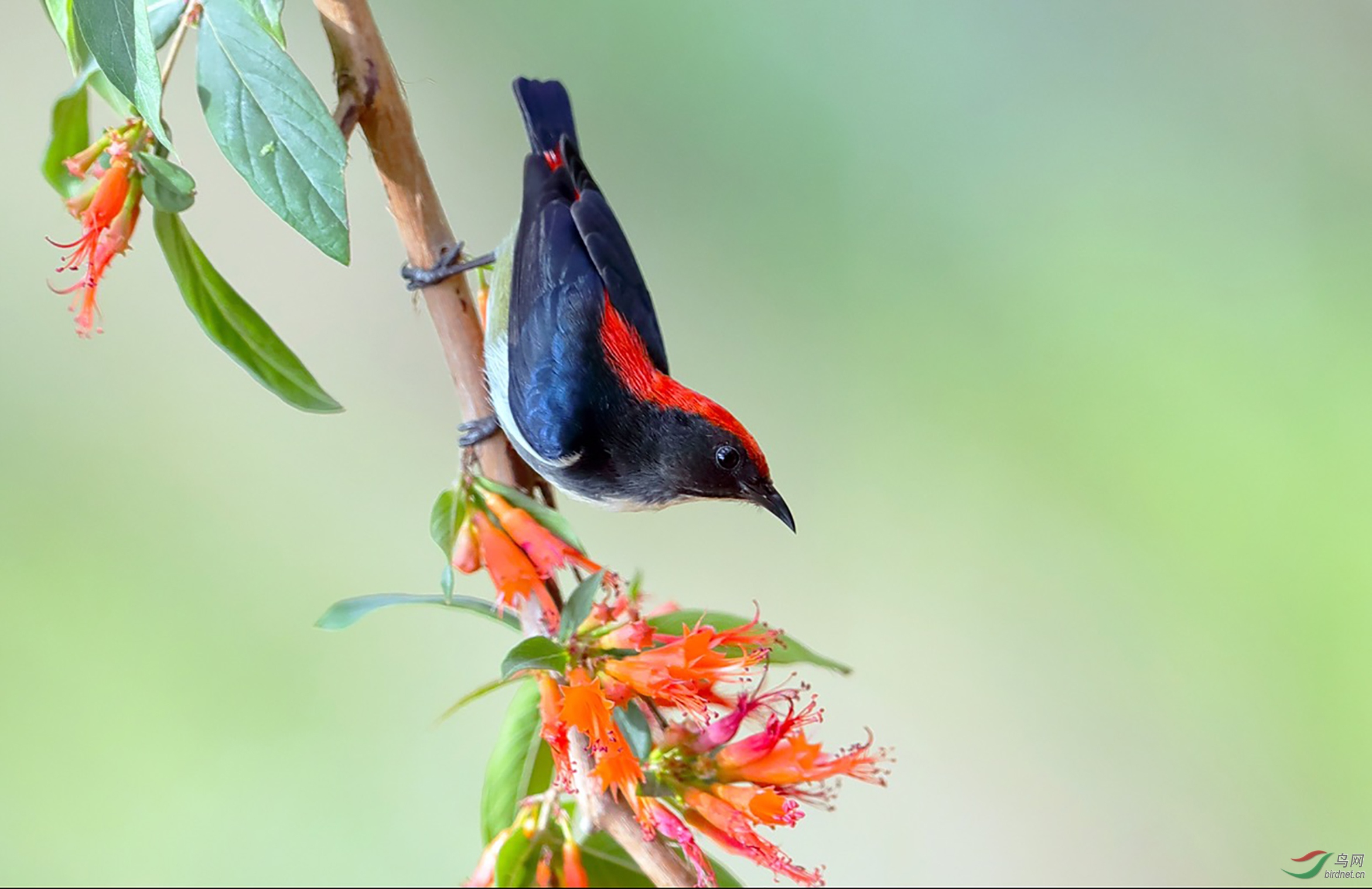  花枝上的朱背啄花鸟>